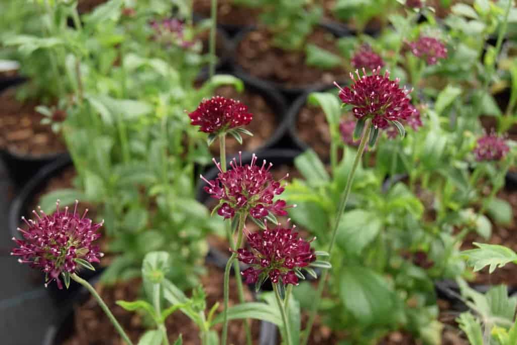 Scabiosa 'Chile Black' ---